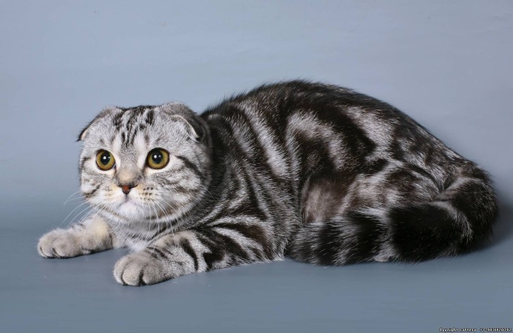 Шотландская вислоухая кошка мраморная