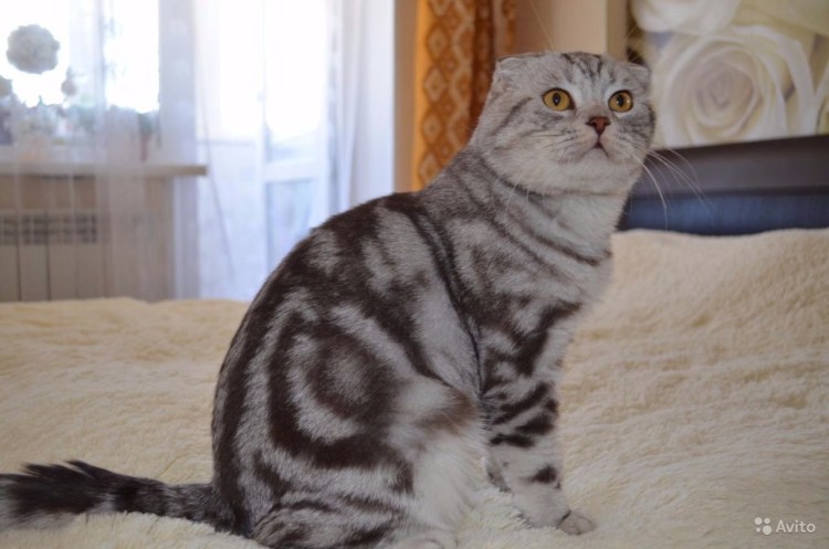Шотландский вислоухий табби мраморный