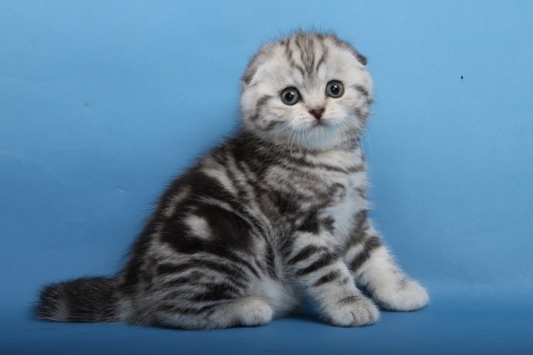 Мраморный шотландский кот вислоухий