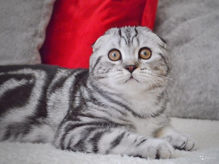 Скоттиш фолд мраморный