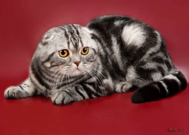 Шотландский скоттиш фолд мраморный