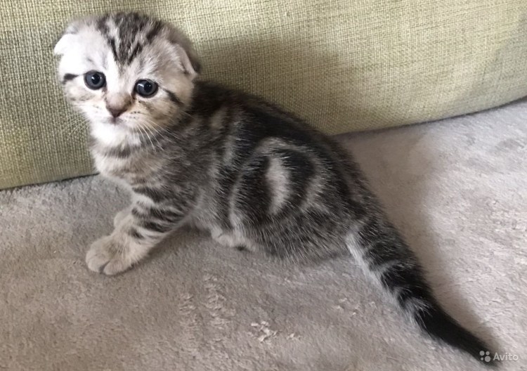 Шотландская вислоухая кошка мраморный табби