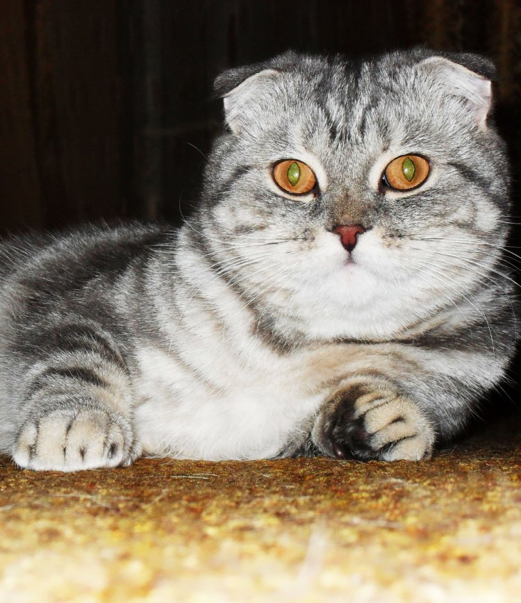 Шотландская вислоухая кошка черный мрамор