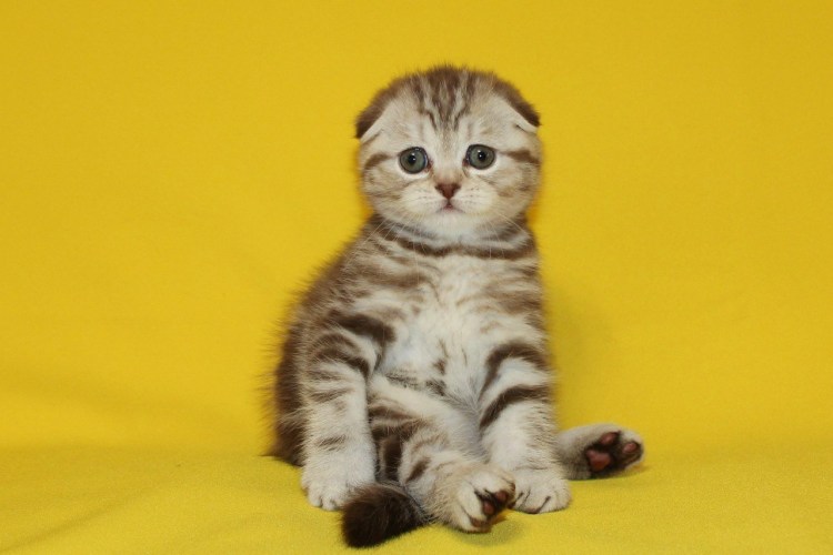 Шотландская вислоухая кошка