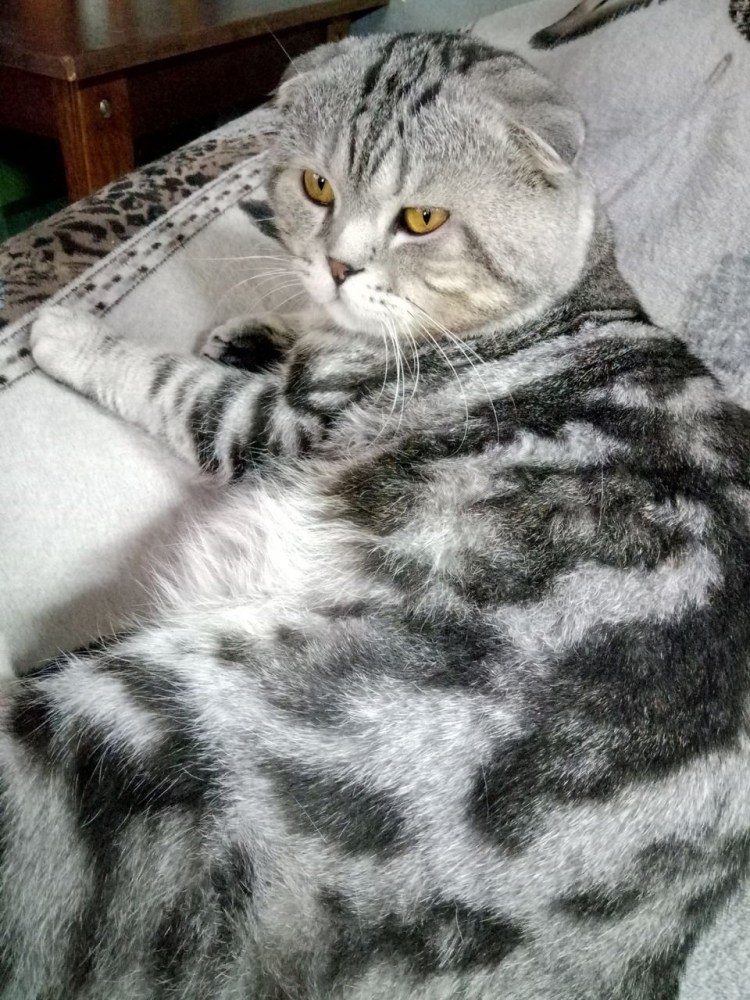 Шотландский вислоухий кот скоттиш фолд мрамор