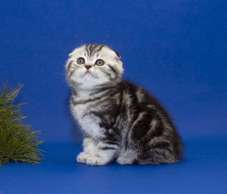 Шотландская вислоухая кошка мраморная