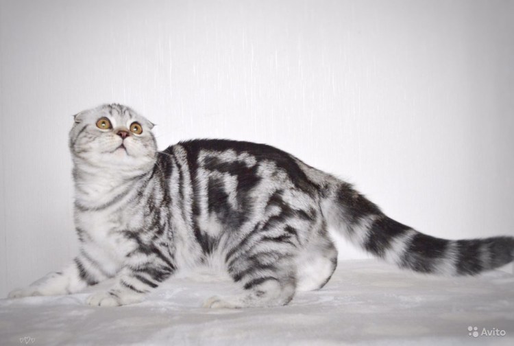 Шотландская вислоухая кошка мраморная
