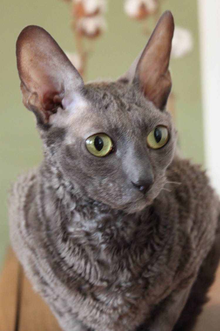Корниш рекс кошка