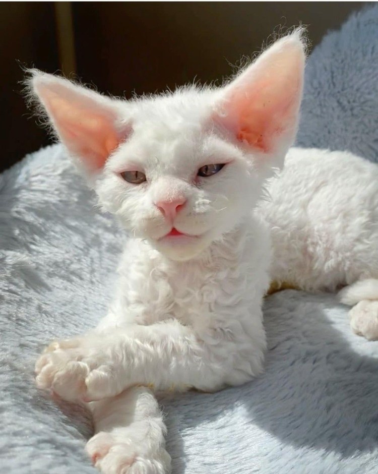 Корниш рекс кошка