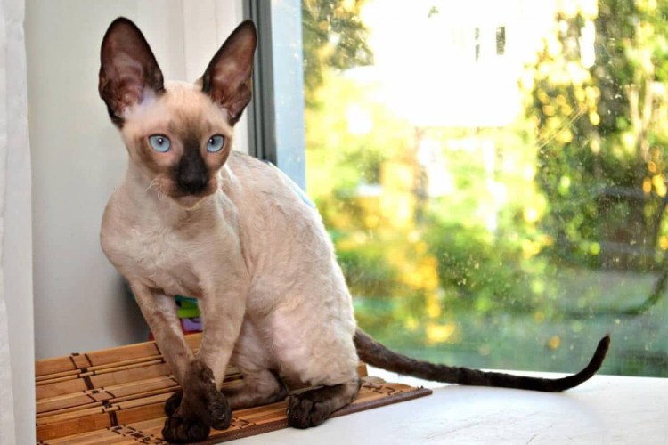 Корниш рекс