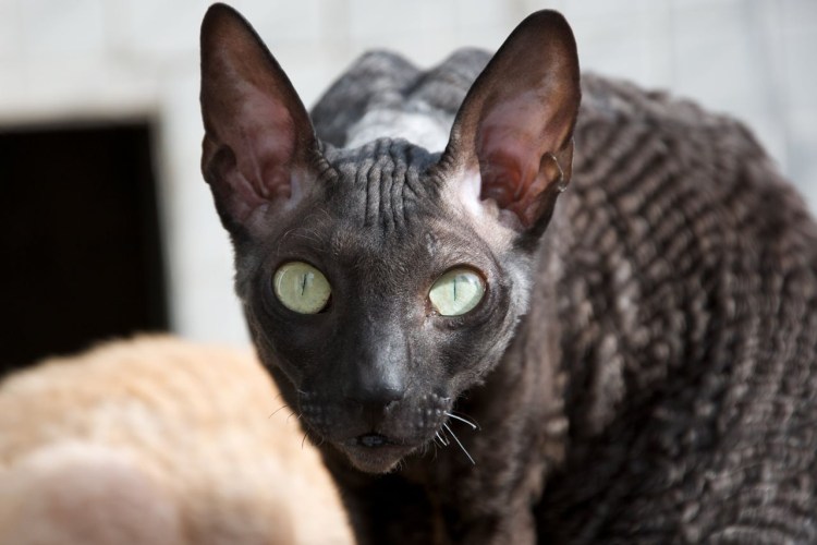 Корни Шрек