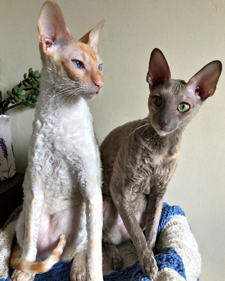 Сфинкс кудрявые котята Девон рекс