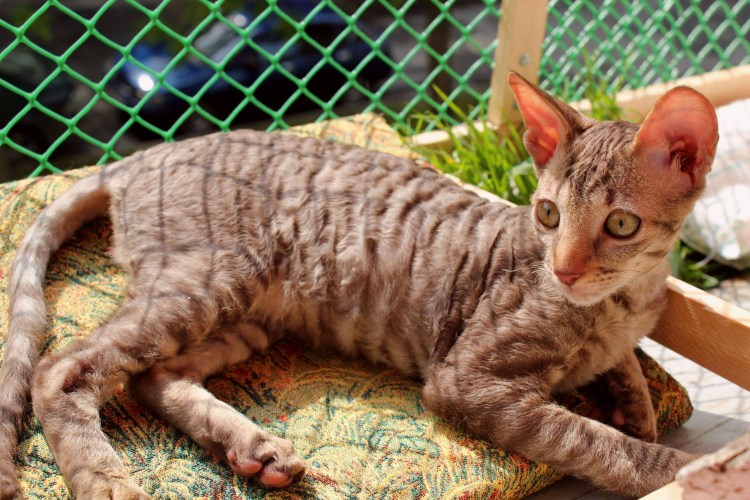 Сфинкс кошка Корниш рекс