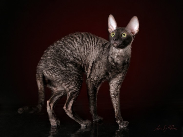Коты породы Корниш рекс