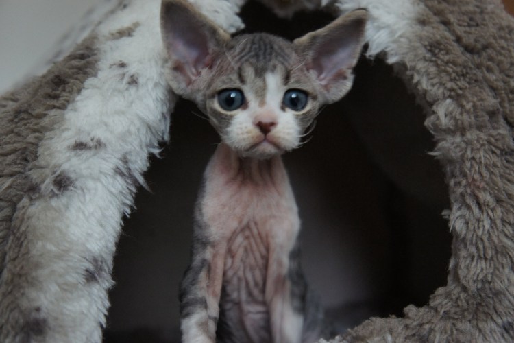 Корниш рекс рыжий