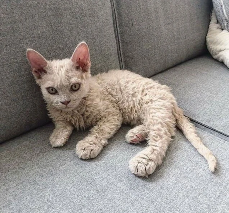 Корниш рекс