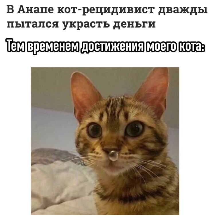 Кот с пузырьком в носу