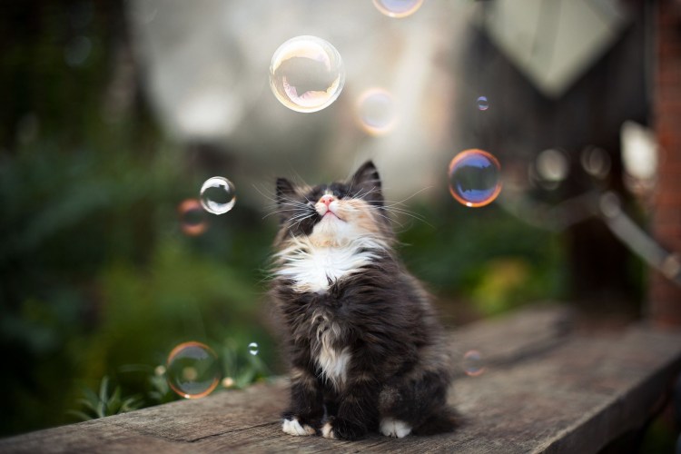 Коты в мыльных пузырях