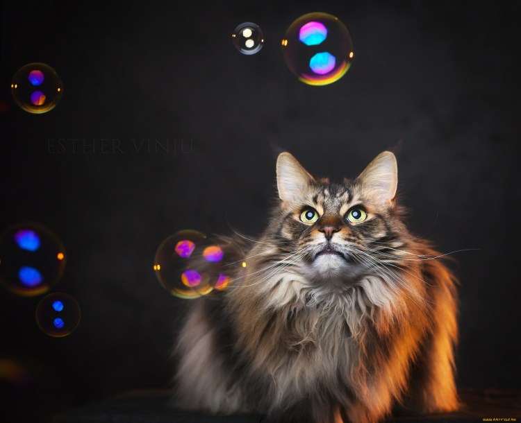 Слюнявый смешной кот