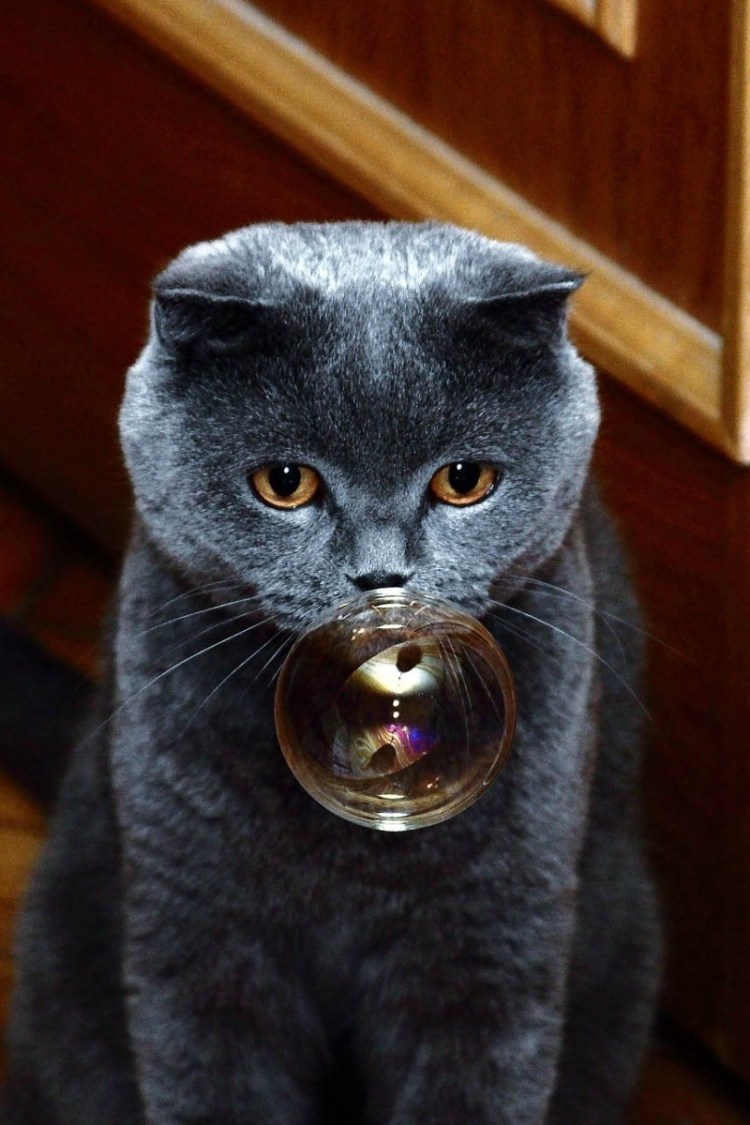 Кот с жвачкой