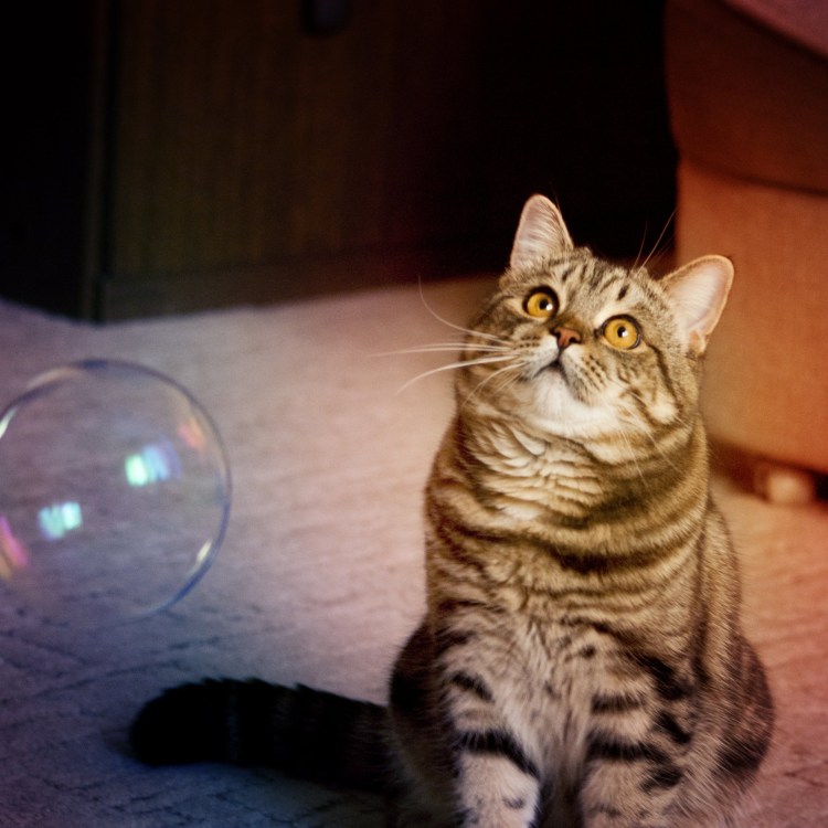 Новообразования у кошек