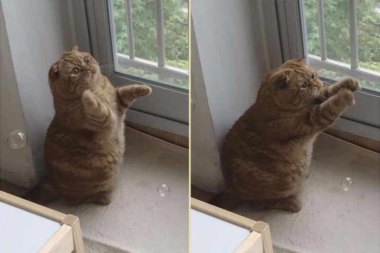 Котенок и мыльные пузыри