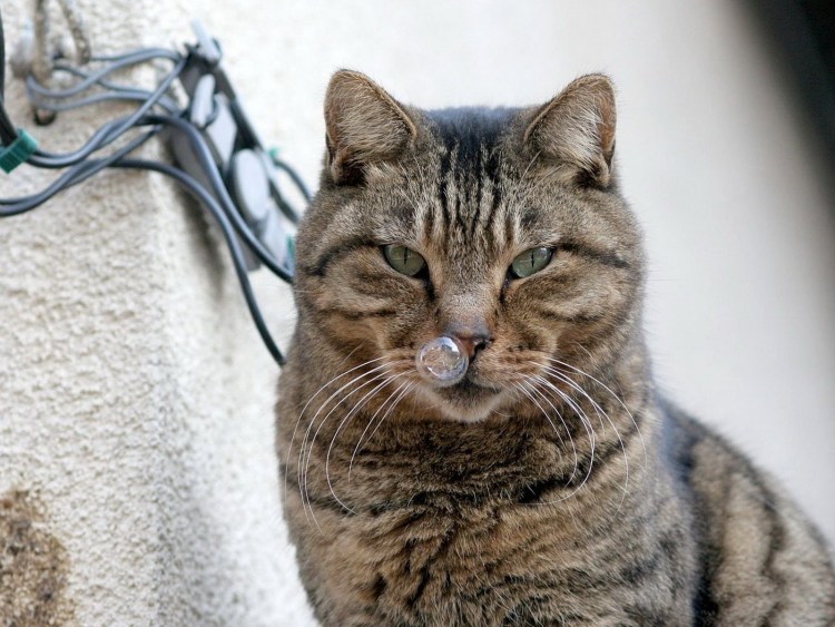 Котенок и мыльные пузыри