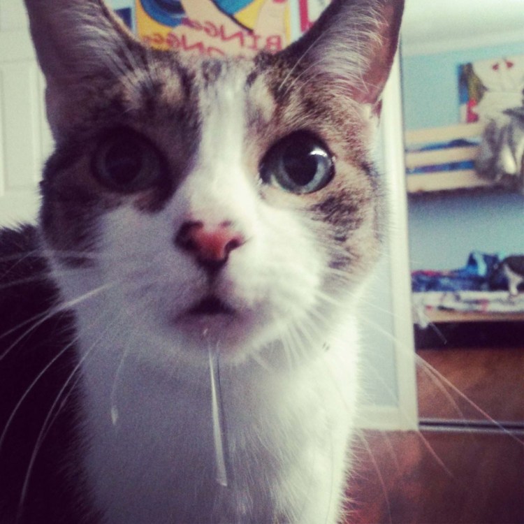 Котик с пузырем