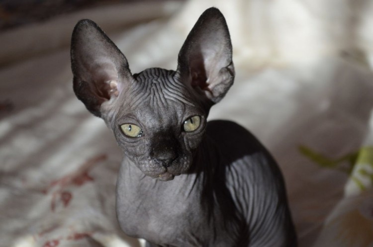 Лохматый сфинкс кошка