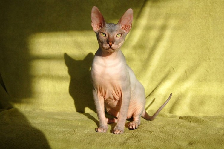 Сфинкс кошка браш