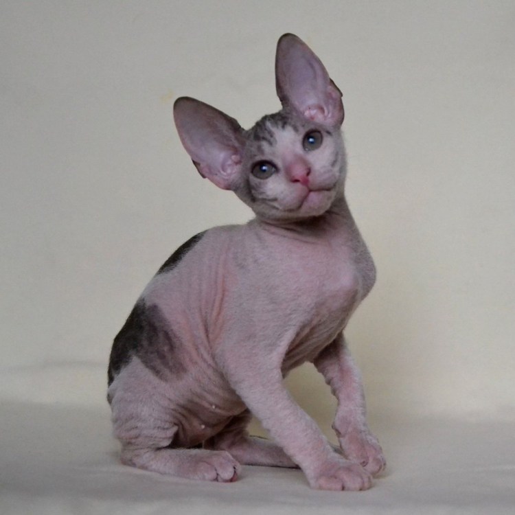 Американский сфинкс кошка