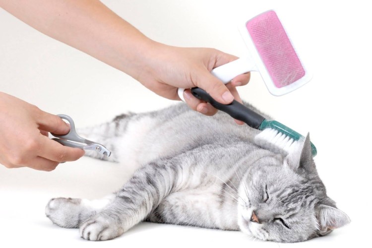 FURMINATOR для шотландских кошек