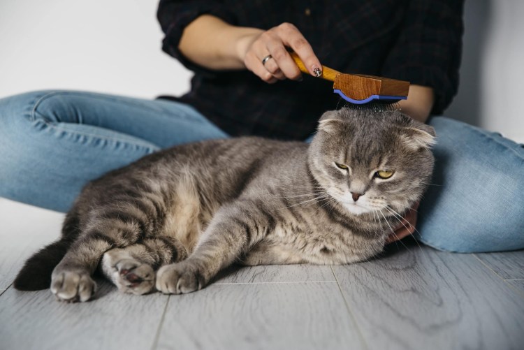 Гигиенический груминг кошек это