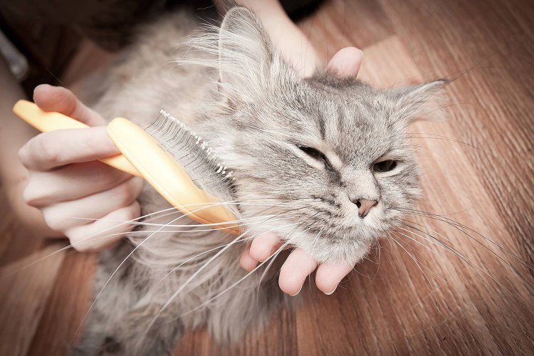 Фурминатор для кота