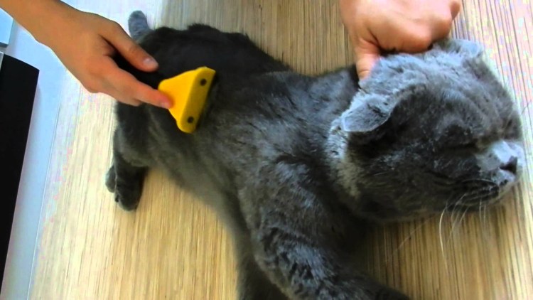 Вычесывание шотландских кошек
