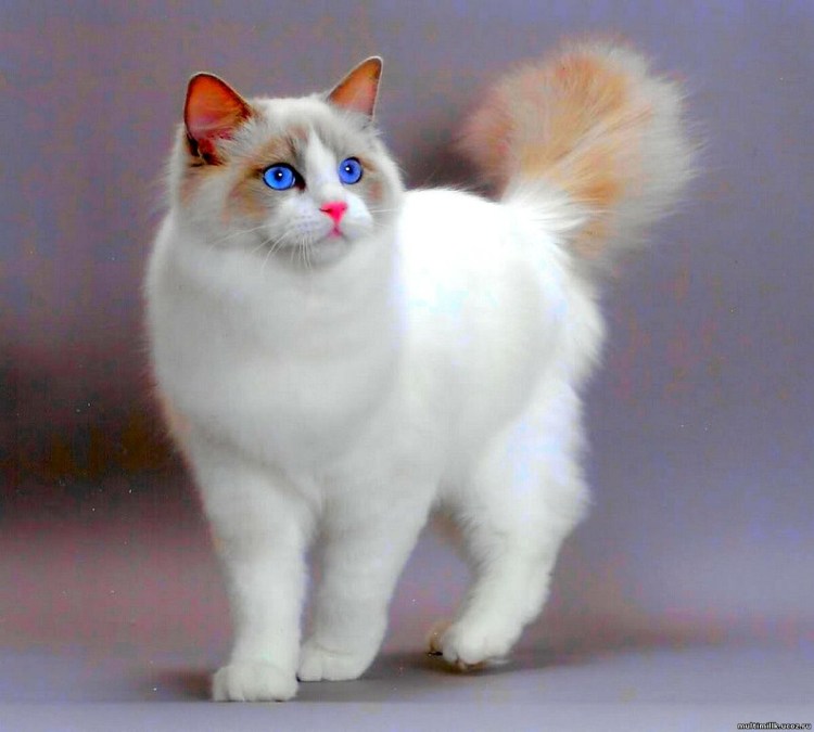 Вьетнамский кот