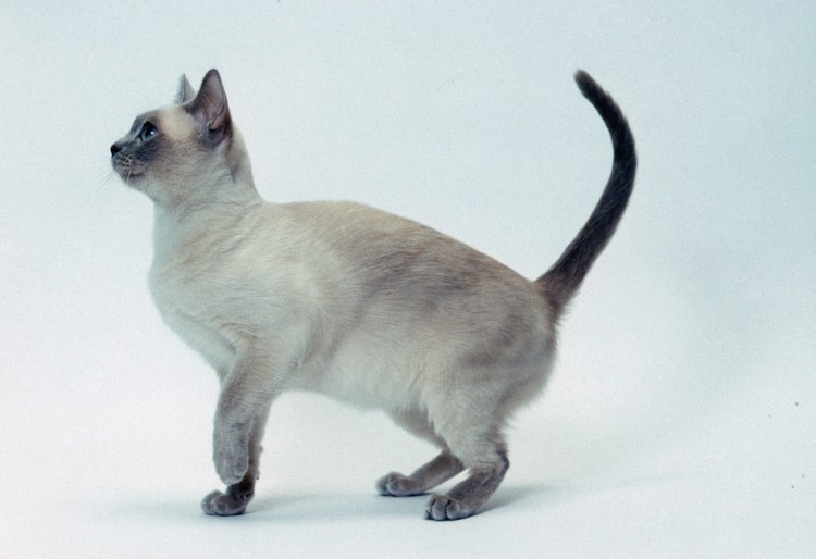 Породы кошек Тонкинская кошка