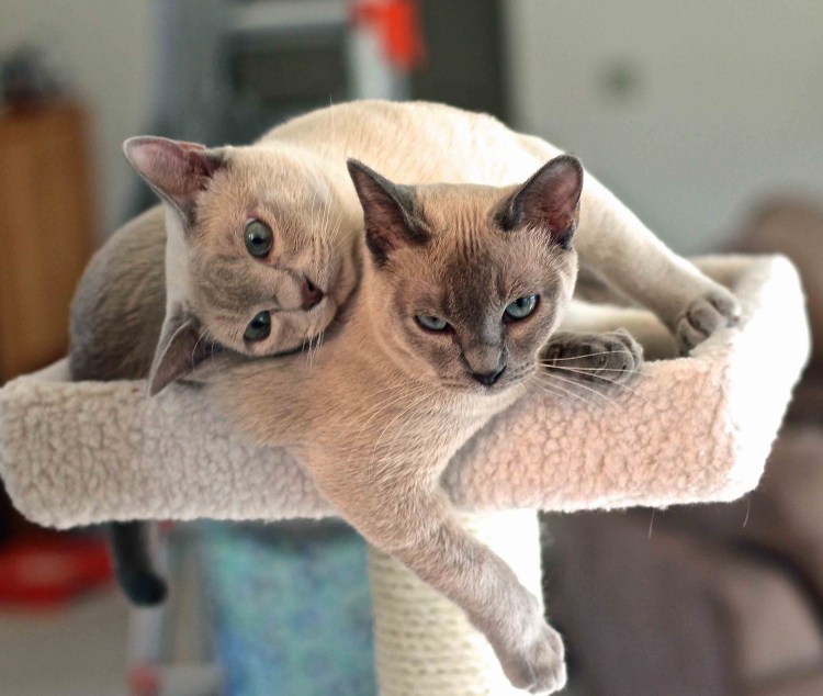 Тонкинез кошка
