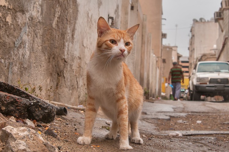 Китайская кошка