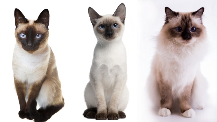 Кот Япония