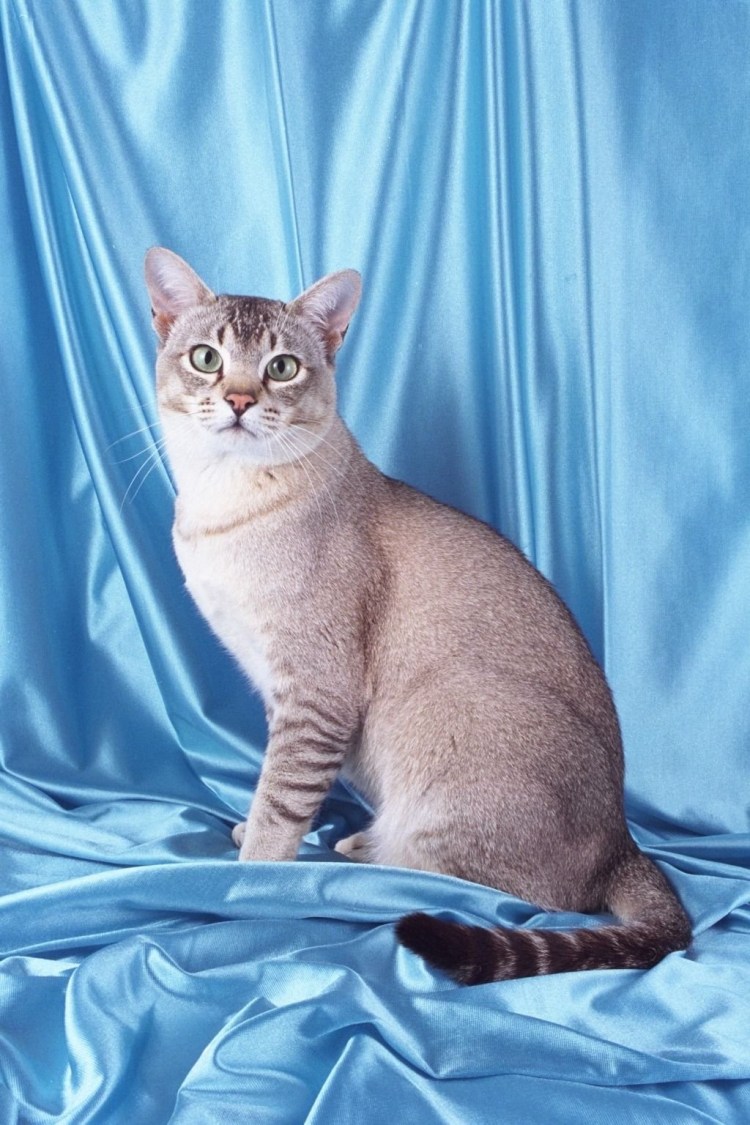 Кот в китайской одежде