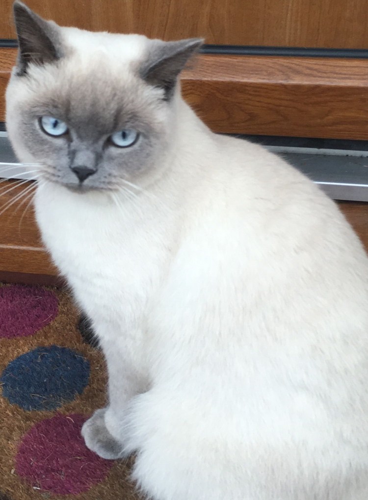 Сиамский британец кот