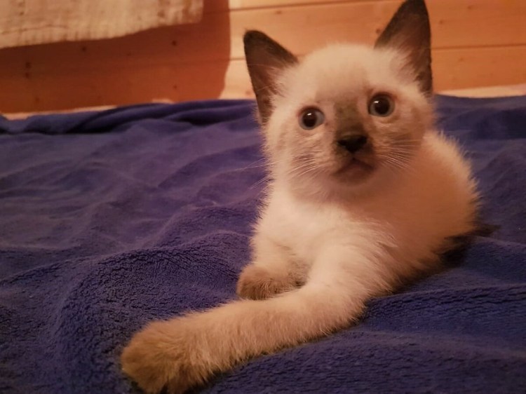 Британская кошка Блю Пойнт