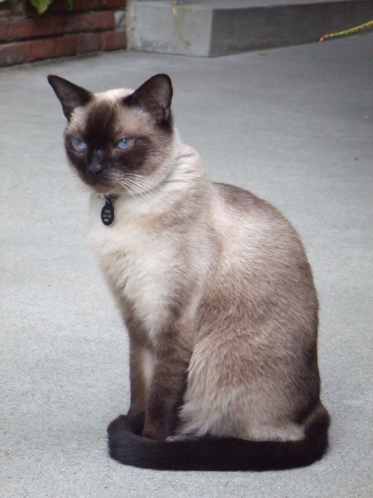 Сиамская кошка в коробке