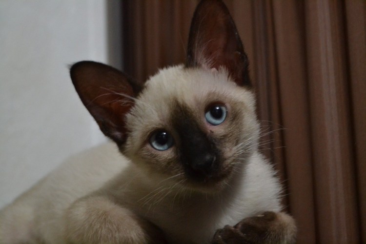 Помесь кошки Лео