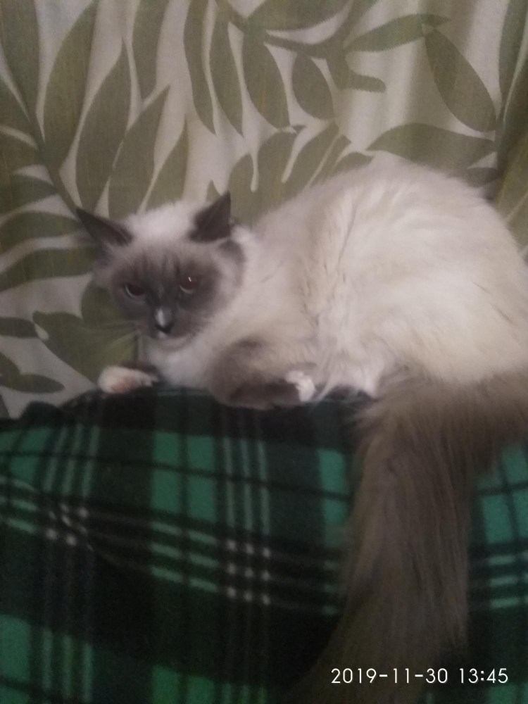Пропала Сиамская тайская метис кошка кот