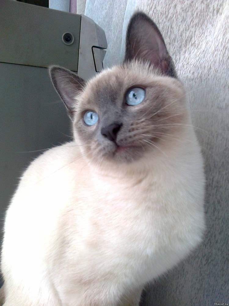 Сиамская Британская кошка