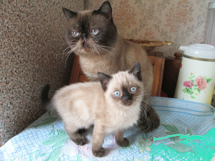 Помесь сиамской и обычной кошки