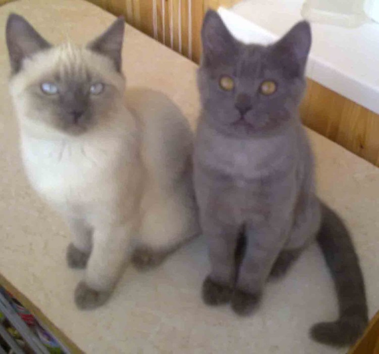 Смесь сиамской кошки с британской