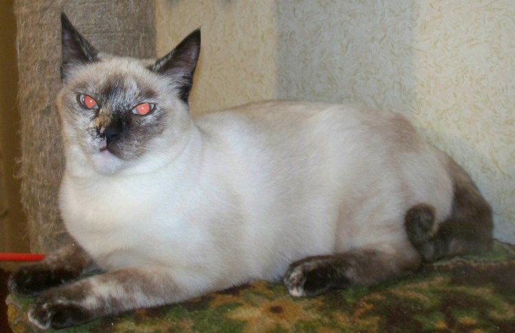 Смесь сиамской кошки с британской
